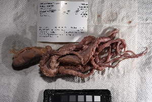  (Octopus briareus - FWRI I 01042)  @11 [ ] CreativeCommons - Attribution Non-Commercial Share-Alike (2019) Unspecified Fish and Wildlife Research Institute
