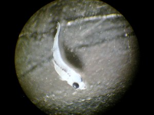  ( - 09CoIFishC60)  @11 [ ] No Rights Reserved (2014) Unspecified UH Biology