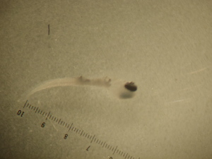  ( - 12COIFishB17)  @11 [ ] No Rights Reserved (2014) Unspecified UH Biology