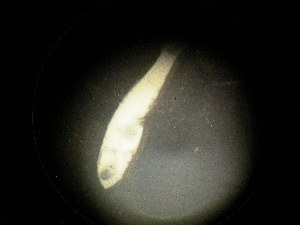  ( - 13COIFishC19)  @11 [ ] No Rights Reserved (2014) Unspecified UH Biology