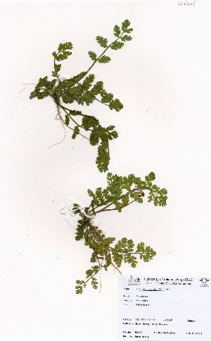  ( - BS0245)  @11 [ ] No Rights Reserved  Unspecified Unspecified