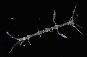  (Caprella scaura - FTP_1102)  @11 [ ] CreativeCommons - Attribution Non-Commercial Share-Alike (2017) Matthieu Leray Smithsonian Institution