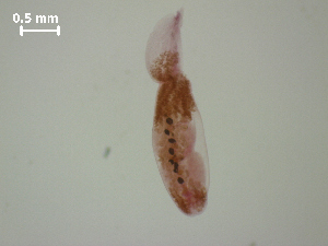  ( - D.IN.1.Fd.L39W.2)  @13 [ ] Copyright (2010) Sean Locke Environment Canada