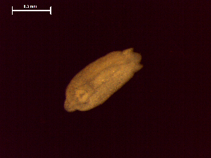  ( - D.L.Nm.SCA.03.1)  @13 [ ] Copyright (2010) Sean Locke Environment Canada