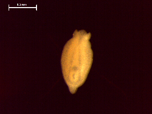  ( - D.L.Nm.SCA.03.2)  @13 [ ] Copyright (2010) Sean Locke Environment Canada