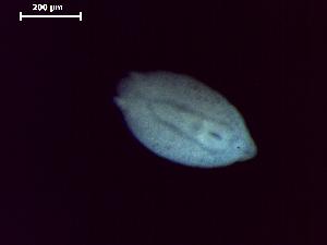  ( - D.L.Ns.MPP.4.1)  @13 [ ] Copyright (2010) Sean Locke Environment Canada