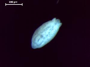  ( - D.L.Ns.MPP.4.3)  @13 [ ] Copyright (2010) Sean Locke Environment Canada