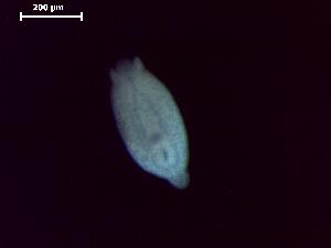  ( - D.L.Ns.MPP.4.7)  @13 [ ] Copyright (2010) Sean Locke Environment Canada