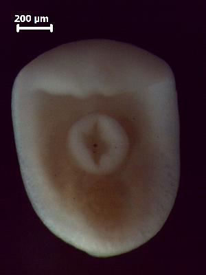  ( - H.IN.Pa.OSP.1.6)  @12 [ ] Copyright (2010) Sean Locke Environment Canada