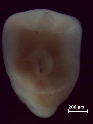  ( - H.IN.Pa.OSP.1.9)  @12 [ ] Copyright (2010) Sean Locke Environment Canada