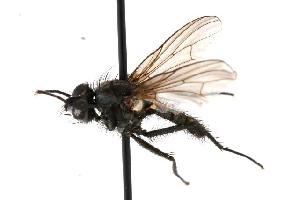  ( - GUE06-FLY-072)  @13 [ ] CreativeCommons - Attribution (2009) CBG Photography Group Centre for Biodiversity Genomics