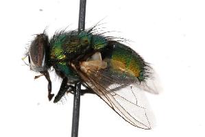  (Luciliinae - GUE06-FLY-093)  @15 [ ] CreativeCommons - Attribution (2009) CBG Photography Group Centre for Biodiversity Genomics