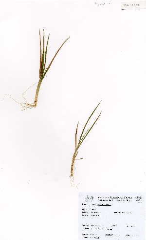  (Agrostis magellanica - MarIsl19)  @11 [ ] No Rights Reserved  Unspecified Unspecified