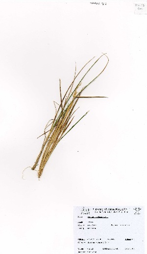  (Agrostis magellanica - MarIsl32)  @11 [ ] No Rights Reserved  Unspecified Unspecified