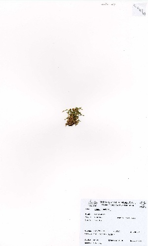  (Sagina procumbens - MarIsl47)  @11 [ ] No Rights Reserved  Unspecified Unspecified