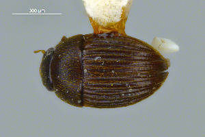  ( - FMNHINS3754180)  @11 [ ] CC BY-NC 4.0 (2013) Field Museum of Natural History Unspecified