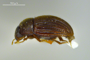  ( - FMNHINS3754180)  @11 [ ] CC BY-NC 4.0 (2013) Field Museum of Natural History Unspecified