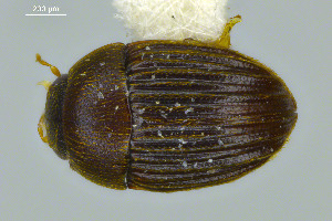  ( - FMNHINS3754181)  @11 [ ] CC BY-NC 4.0 (2013) Field Museum of Natural History Unspecified