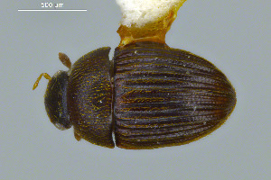  ( - FMNHINS3754183)  @11 [ ] CC BY-NC 4.0 (2013) Field Museum of Natural History Unspecified