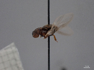  ( - FMNHINS4429645)  @11 [ ] CC BY-NC 4.0 (2013) Field Museum of Natural History Unspecified