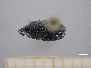  ( - FMNHINS4430757)  @11 [ ] CC BY-NC 4.0 (2013) Field Museum of Natural History Unspecified