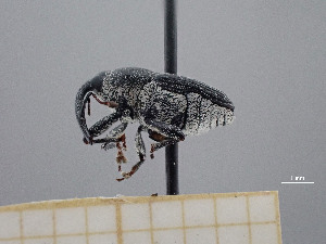  ( - FMNHINS4430757)  @11 [ ] CC BY-NC 4.0 (2013) Field Museum of Natural History Unspecified