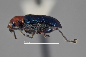  (Lema violaceipennis - FMNHINS4573317)  @11 [ ] CC BY-NC 4.0 (2013) Field Museum of Natural History Unspecified