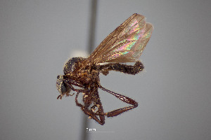  ( - FMNHINS4573330)  @11 [ ] CC BY-NC 4.0 (2013) Field Museum of Natural History Unspecified