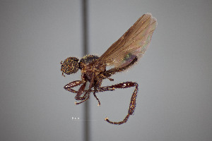  ( - FMNHINS4573331)  @11 [ ] CC BY-NC 4.0 (2013) Field Museum of Natural History Unspecified