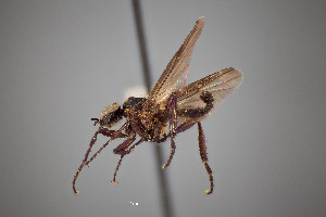  (Bibio superfluus - FMNHINS4573333)  @11 [ ] CC BY-NC 4.0 (2013) Field Museum of Natural History Unspecified