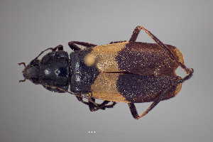  ( - FMNHINS4573340)  @11 [ ] CC BY-NC 4.0 (2013) Field Museum of Natural History Unspecified