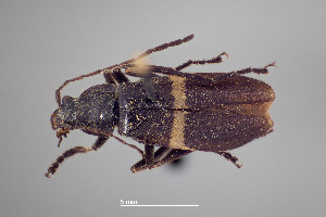  ( - FMNHINS4573344)  @11 [ ] CC BY-NC 4.0 (2013) Field Museum of Natural History Unspecified
