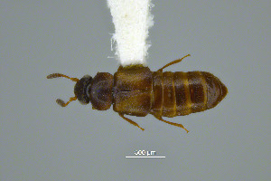  ( - FMNHINS4573346)  @11 [ ] CC BY-NC 4.0 (2013) Field Museum of Natural History Unspecified