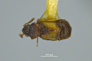  ( - FMNHINS4573347)  @11 [ ] CC BY-NC 4.0 (2013) Field Museum of Natural History Unspecified