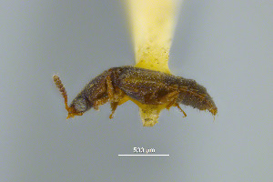  ( - FMNHINS4573347)  @11 [ ] CC BY-NC 4.0 (2013) Field Museum of Natural History Unspecified