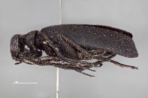  (Epicauta corvina - FMNHINS4573350)  @11 [ ] CC BY-NC 4.0 (2013) Field Museum of Natural History Unspecified