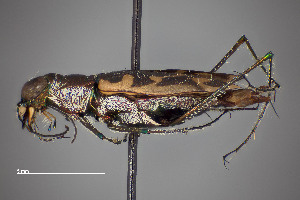 (Opilidia - FMNHINS4573375)  @11 [ ] CC BY-NC 4.0 (2013) Field Museum of Natural History Unspecified