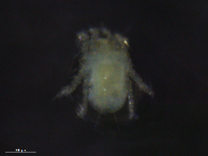  (Dermationidae - BIOUG31591-F02)  @11 [ ] CreativeCommons - Attribution Non-Commercial Share-Alike (2019) CBG Photography Group Centre for Biodiversity Genomics