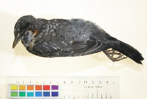  ( - BIOUG31014-F10)  @11 [ ] CreativeCommons - Attribution (2016) CBG Photography Group Centre for Biodiversity Genomics