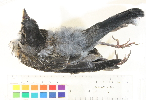  ( - BIOUG31014-F11)  @11 [ ] CreativeCommons - Attribution (2016) CBG Photography Group Centre for Biodiversity Genomics