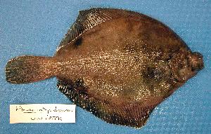  (Pleuronichthys - UW112796)  @14 [ ] Unspecified (default): All Rights Reserved  Unspecified Unspecified