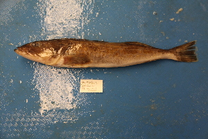  ( - UW156823)  @11 [ ] by-nc-nd (2017) Unspecified University of Washington