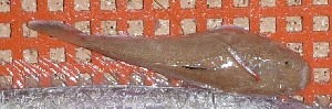  (Uranoscopus affinis - BW-A11999)  @12 [ ] Copyright (2011) Cassandra Rigby James Cook University