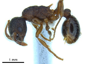  (Myrmica latifrons - BL-10540X-C12)  @14 [ ] CreativeCommons - Attribution Non-Commercial Share-Alike (2014) Alex Smith University of Guelph