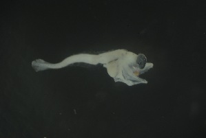  ( - FLMOO_1235)  @12 [ ] No Rights Reserved  Unspecified Unspecified