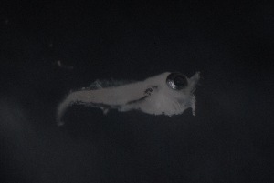  ( - FLMOO_748)  @12 [ ] No Rights Reserved  Unspecified Unspecified