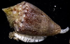  (Conus stearnsii - BFLA-132)  @11 [ ] Copyright (2008) Gustav Paulay Florida Musuem of Natural History