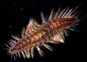  (Polychaeta - BFLA-178)  @15 [ ] Copyright (2008) Gustav Paulay Florida Musuem of Natural History