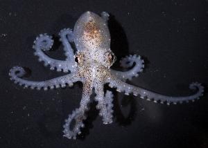  (Octopus joubini - BFLA-296)  @14 [ ] Copyright (2008) Gustav Paulay Florida Musuem of Natural History