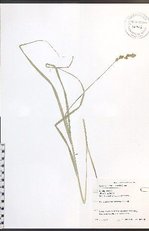  (Carex cumulata - JRM160)  @11 [ ] CreativeCommons - Attribution  Unspecified Centre for Biodiversity Genomics